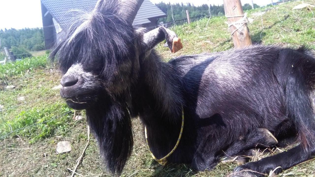 Agroturystyka,, Ranczo Kruszynki" Stronie Śląskie Eksteriør billede
